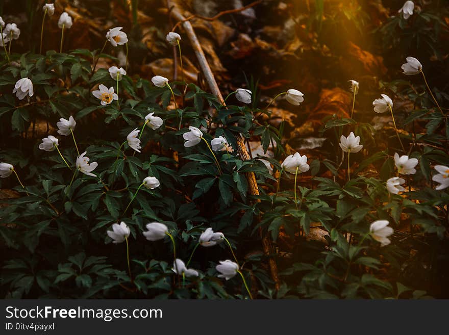 Photo of White Flowers