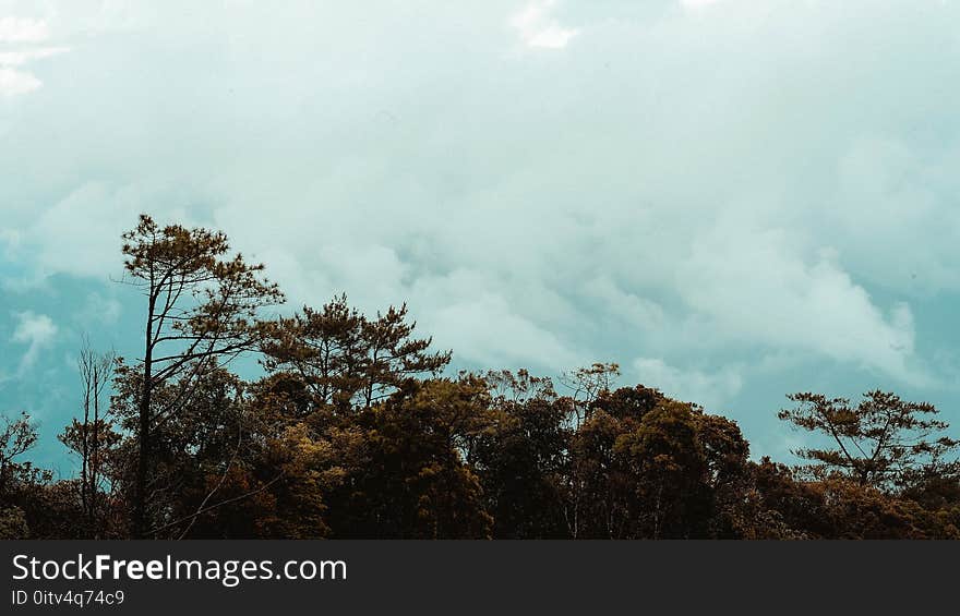 Scenic View of the Trees