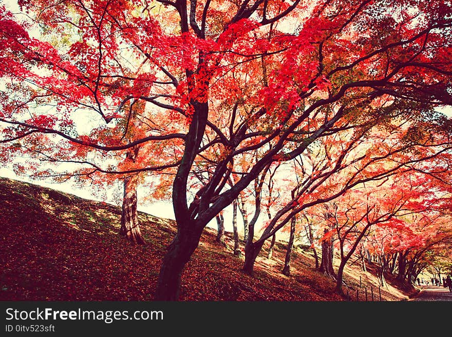 Red Trees