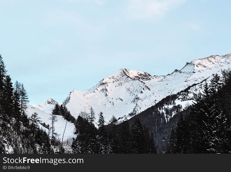 Snow Covered Mountain With Black Trees Under Blue Sky at Daytime