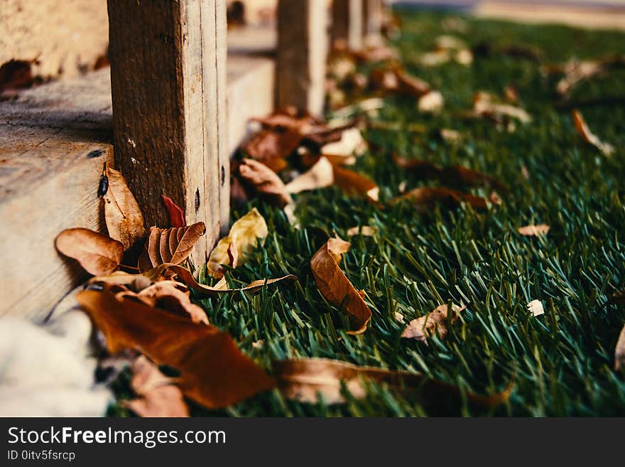 Close-up Photography of Dried Leaves