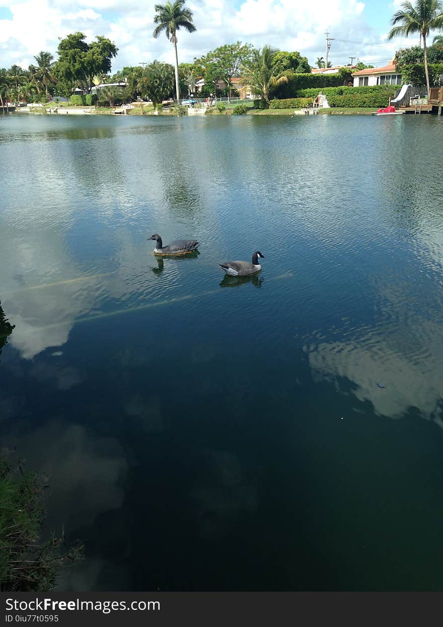 Male mallard and decoy on a lake.