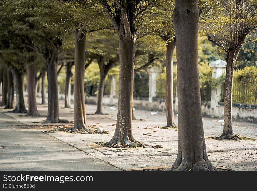 Green Trees on Road