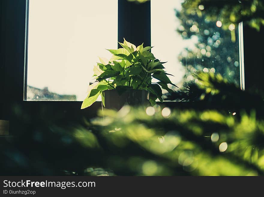 Green Leaf Plant Focus Photography