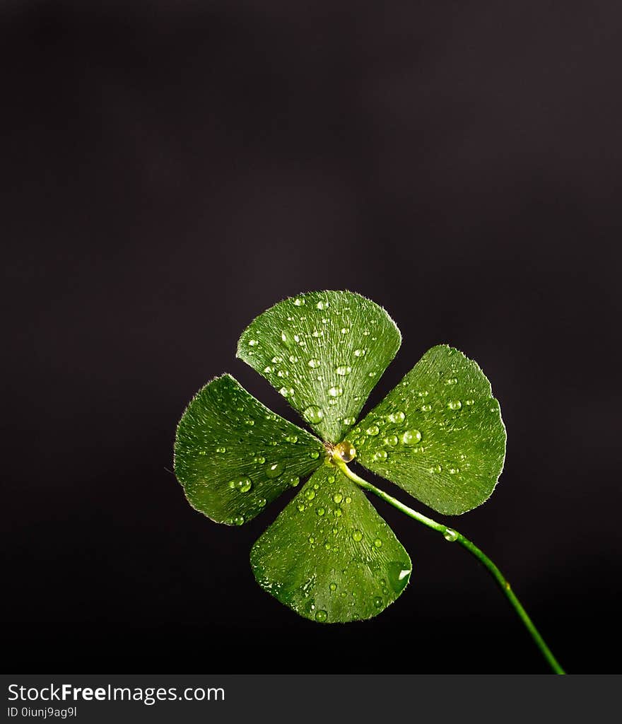 Shallow Focus Photography Of Four Leaf Clover