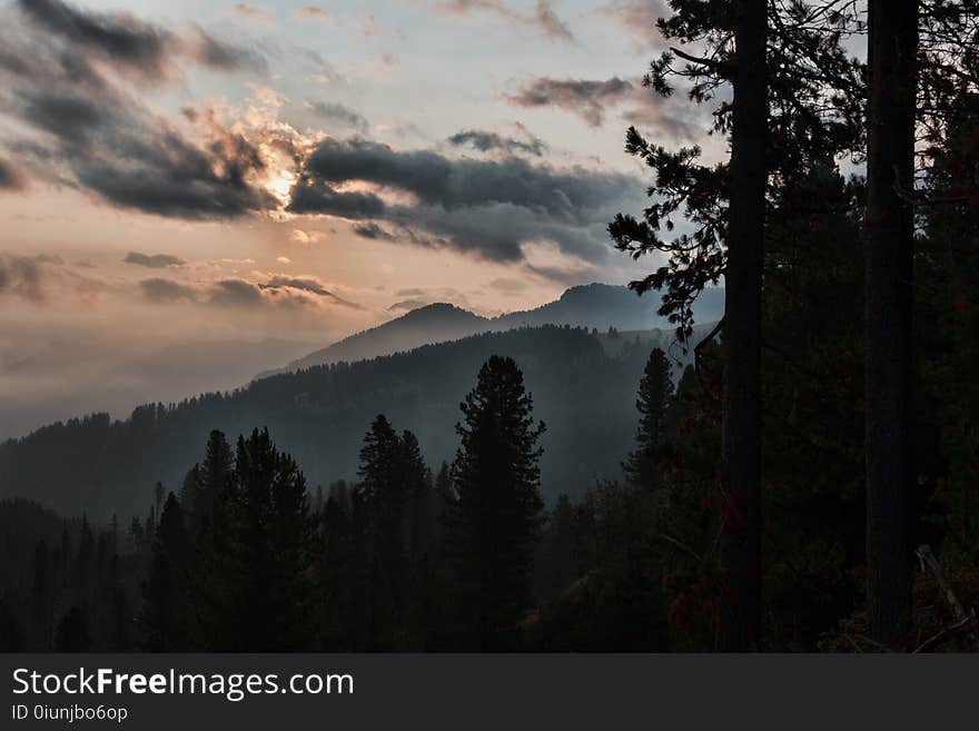 Silhouette of Tall Trees Near Mountain