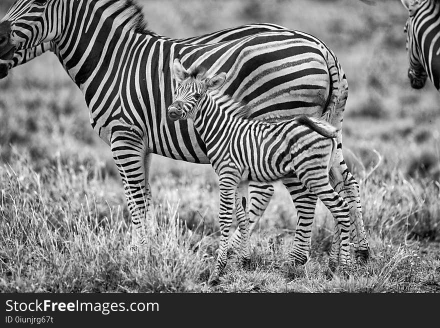 Grayscale Photography of Zebras