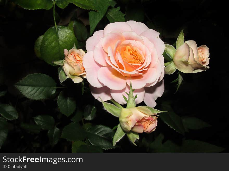 Flower, Rose, Rose Family, Flowering Plant