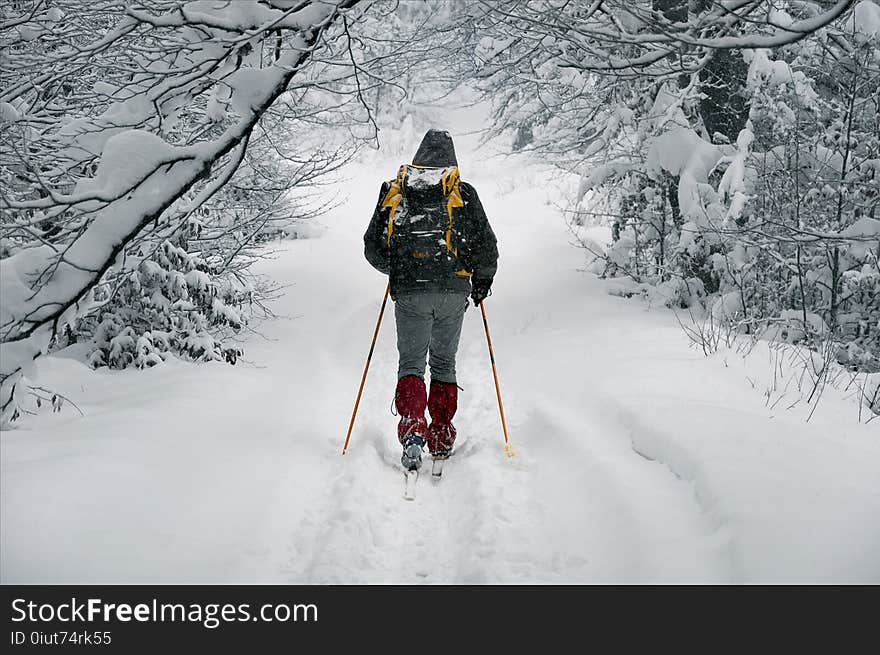 Snow, Footwear, Winter, Tree