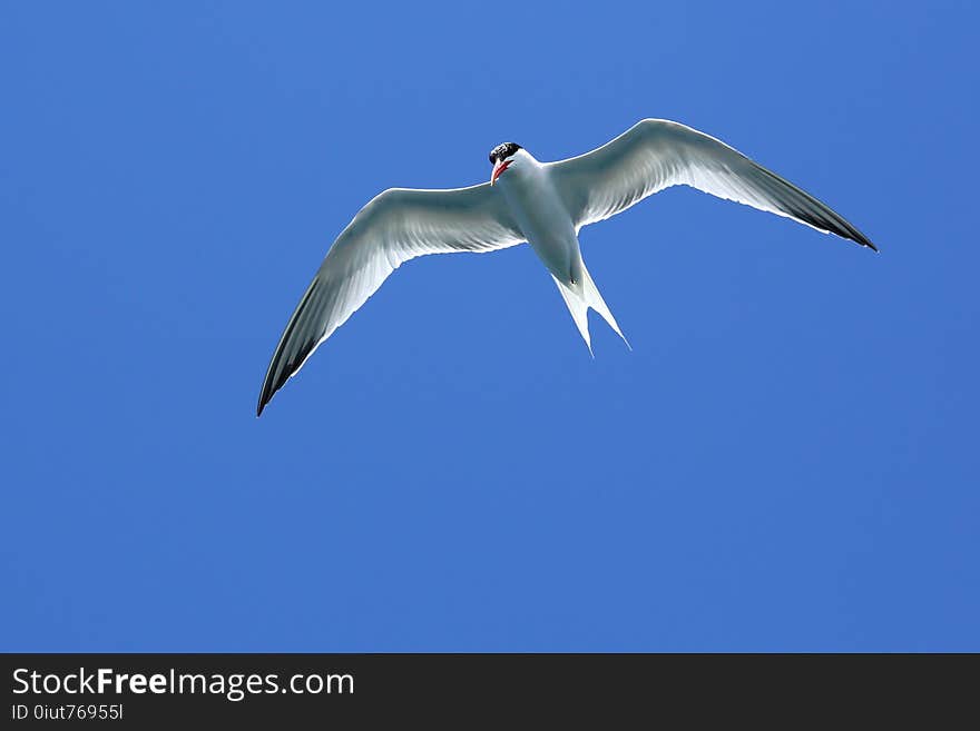 Bird, Sky, Gull, Seabird