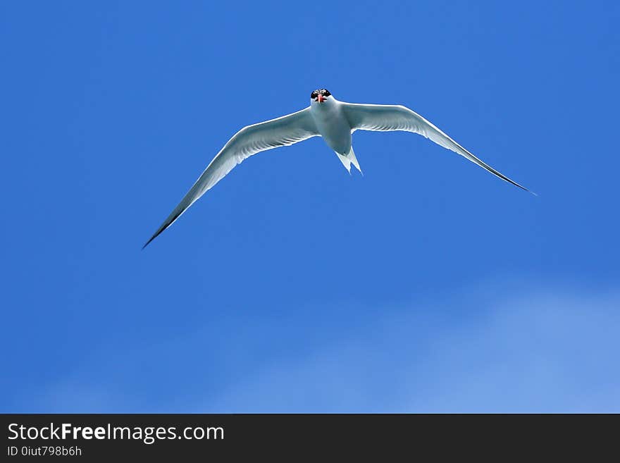 Sky, Bird, Beak, Wing