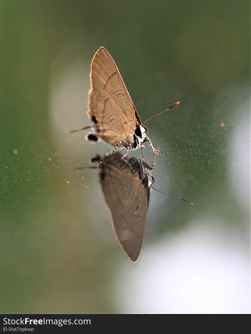 Insect, Butterfly, Moths And Butterflies, Lycaenid