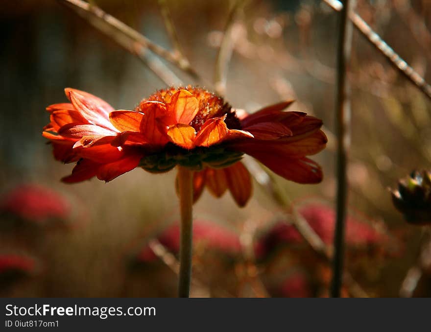 Flower, Flora, Plant, Flowering Plant