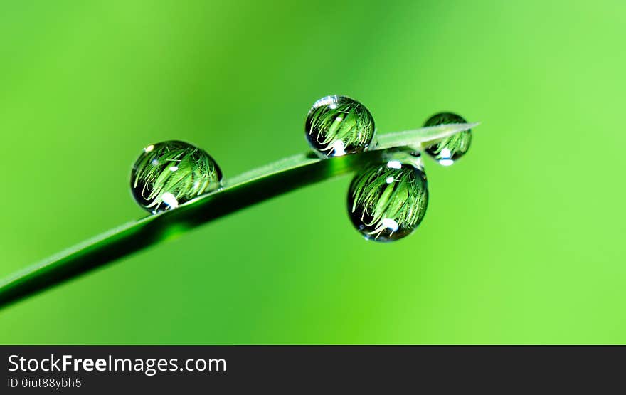 Water, Dew, Drop, Macro Photography