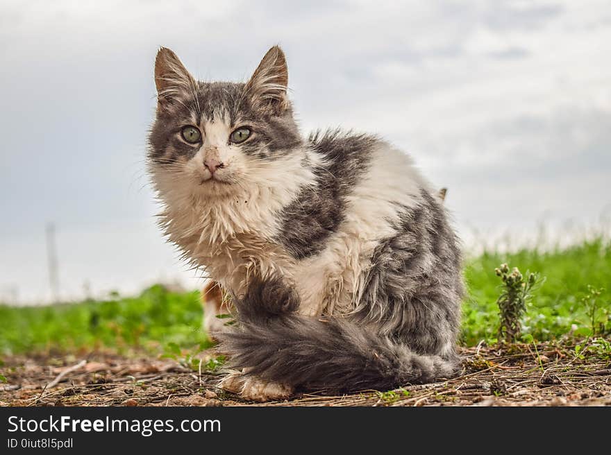 Cat, Fauna, Mammal, Small To Medium Sized Cats