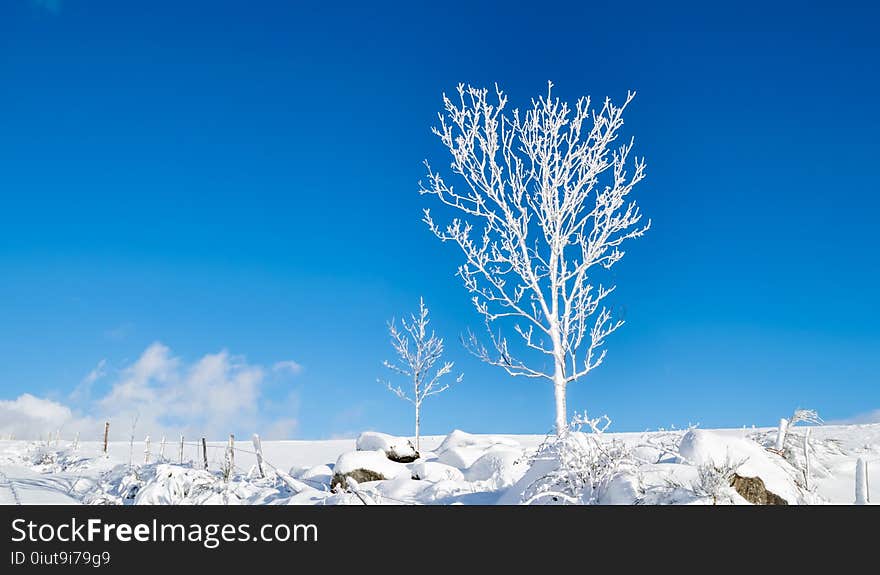 Winter, Sky, Tree, Freezing