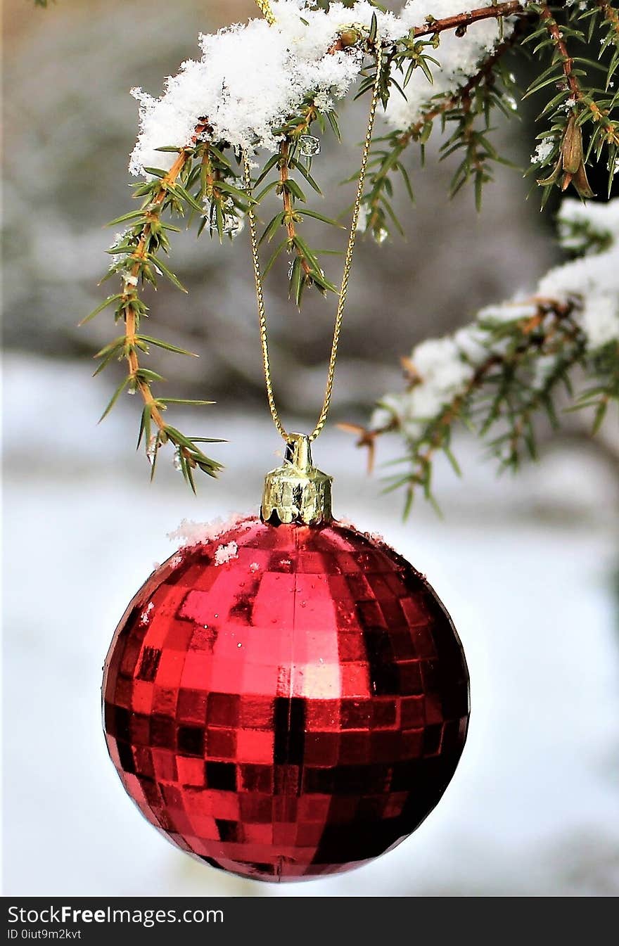 Christmas Ornament, Christmas Decoration, Christmas, Tree