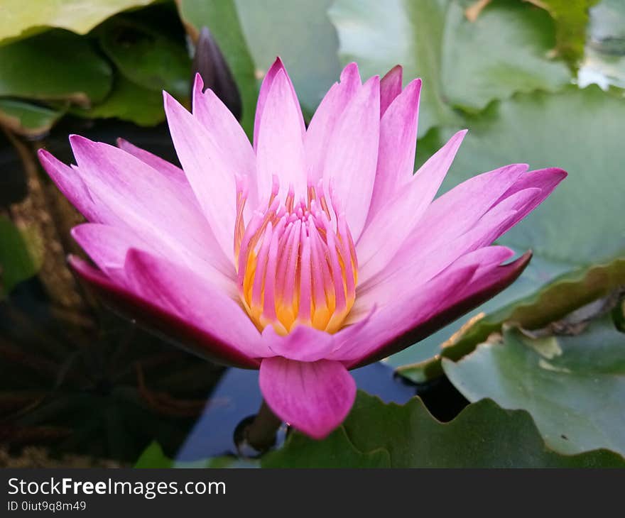 Flower, Plant, Flora, Aquatic Plant