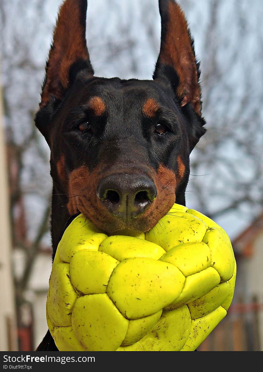 Dog, Dog Breed, Dog Like Mammal, Dobermann