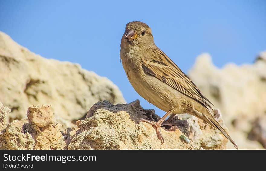 Ecosystem, Bird, Fauna, Beak