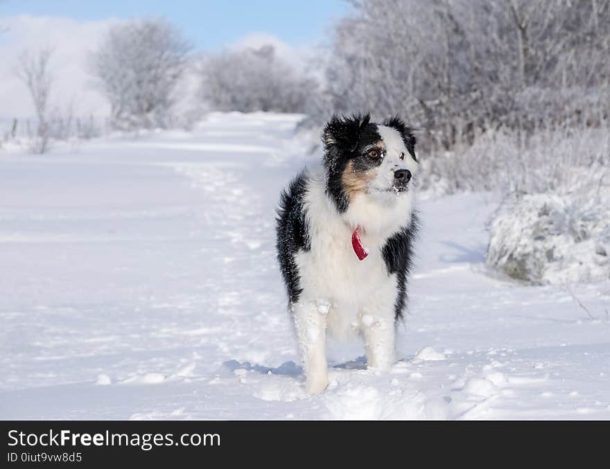 Dog, Dog Like Mammal, Dog Breed, Snow