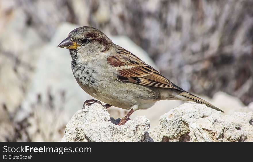 Bird, Sparrow, House Sparrow, Finch