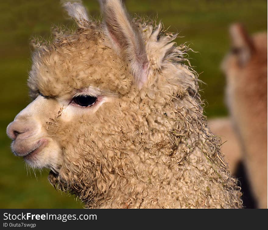 Alpaca, Fauna, Camel Like Mammal, Llama