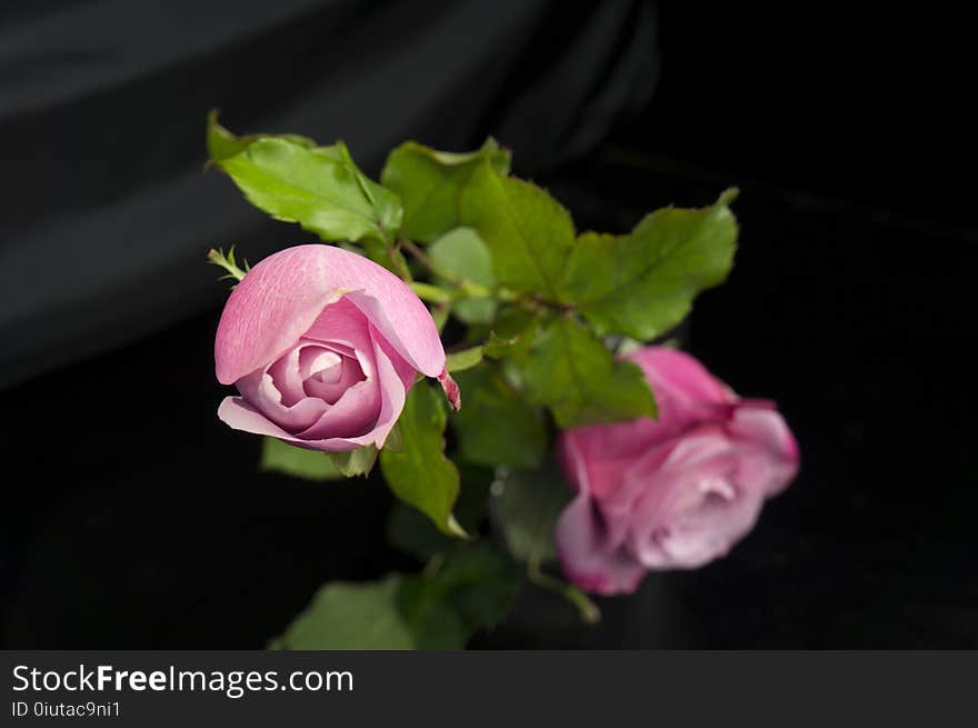 Flower, Pink, Rose Family, Flora