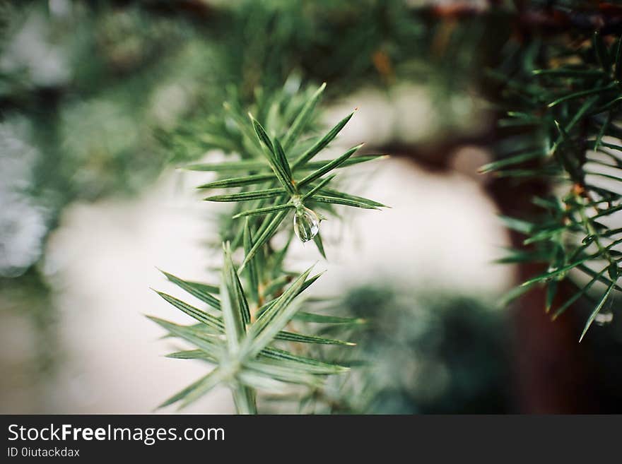 Plant, Flora, Leaf, Close Up