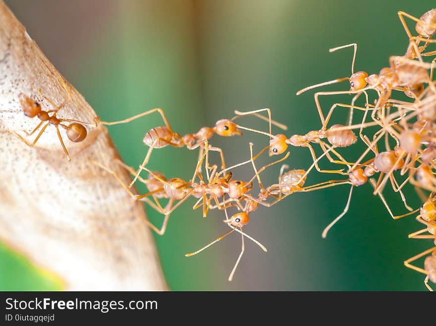 Red ant bridge unity.selective focus.