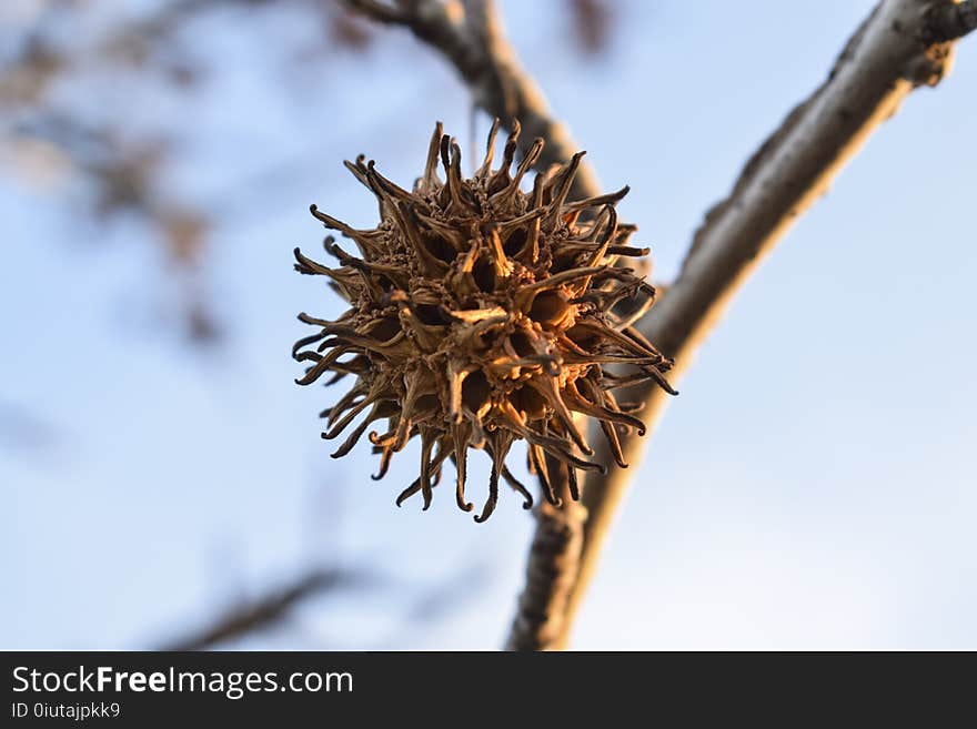 Flora, Branch, Twig, Tree