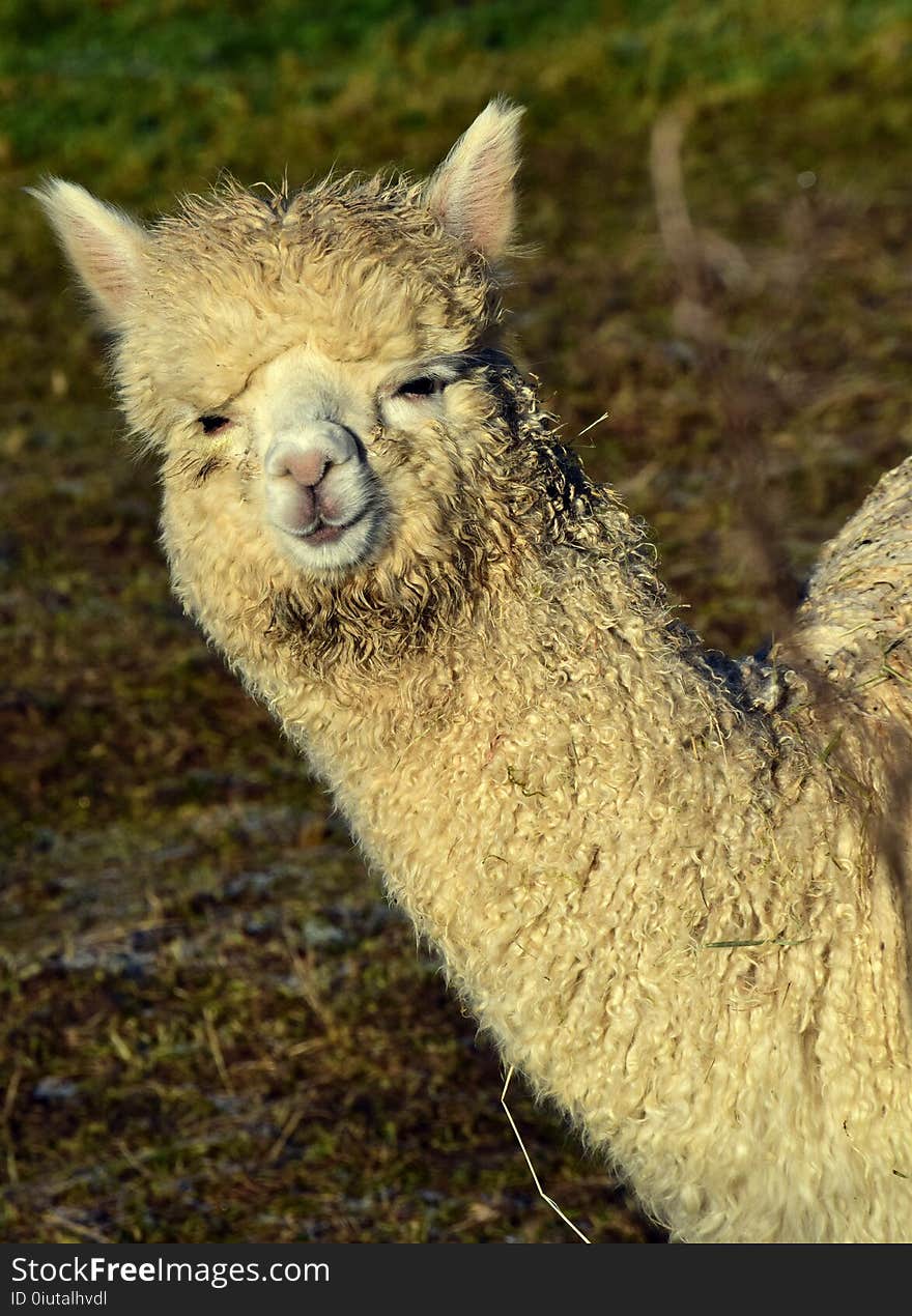 Alpaca, Terrestrial Animal, Llama, Camel Like Mammal