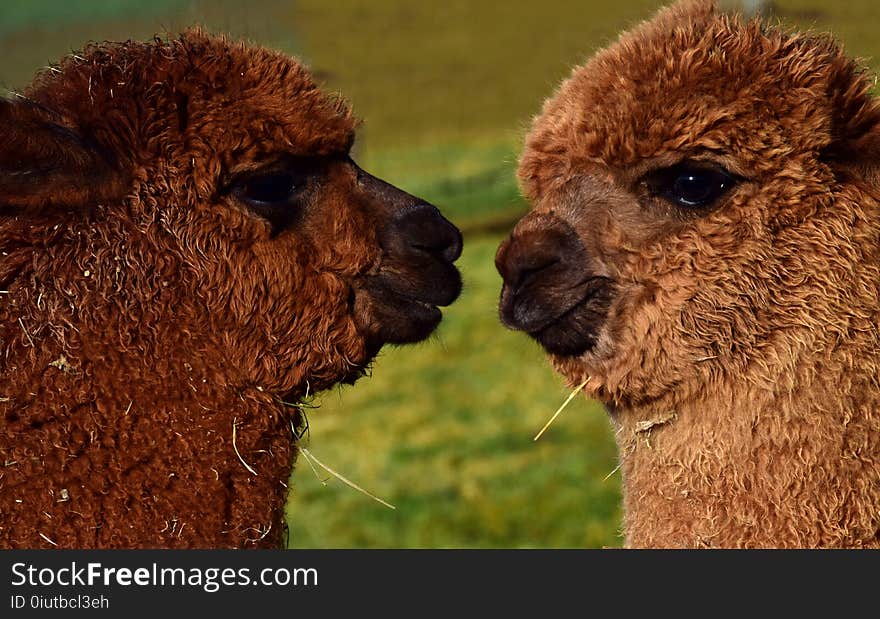 Alpaca, Camel Like Mammal, Terrestrial Animal, Fauna