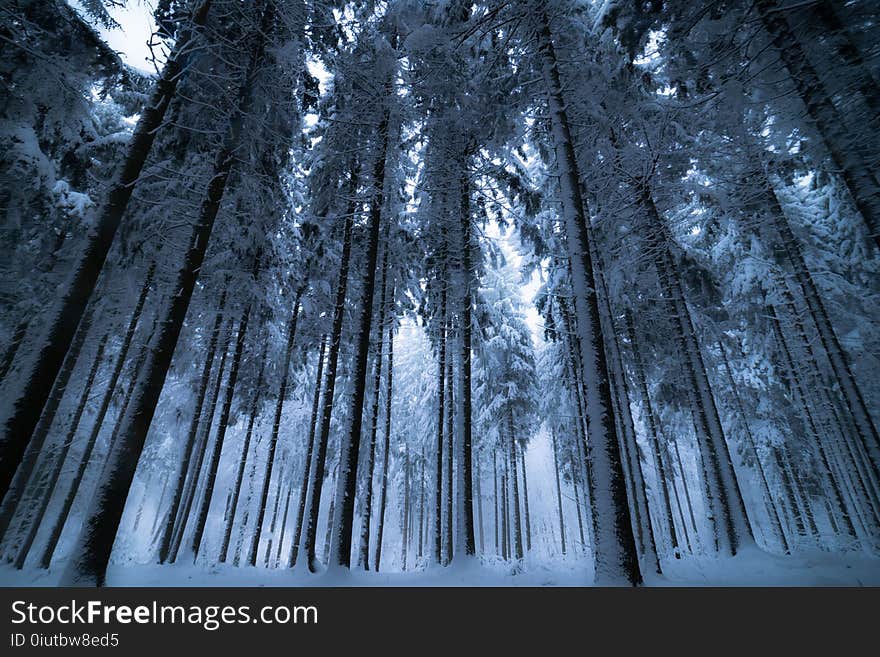 Nature, Winter, Tree, Forest