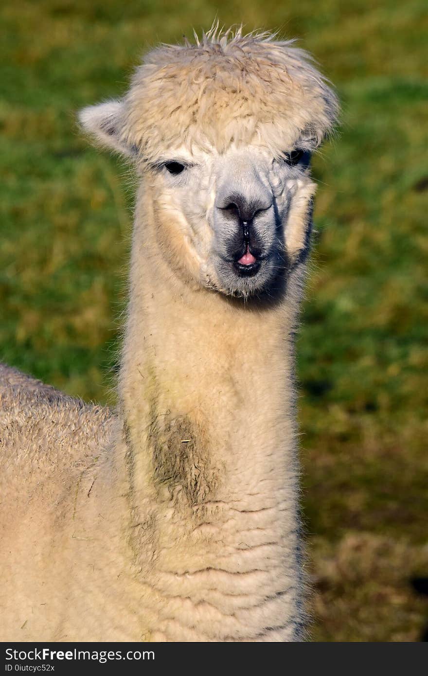 Llama, Alpaca, Camel Like Mammal, Fauna