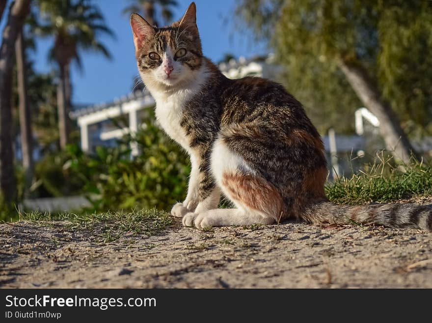 Cat, Fauna, Mammal, Small To Medium Sized Cats