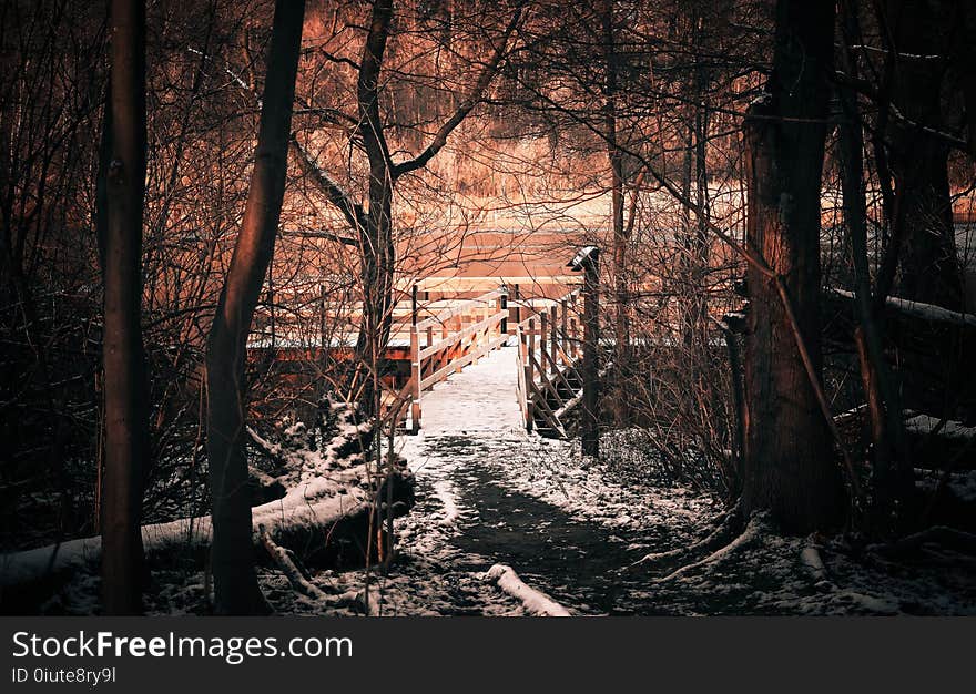 Nature, Winter, Snow, Tree