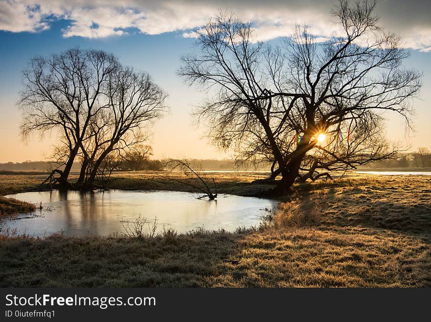 Reflection, Water, Tree, Nature