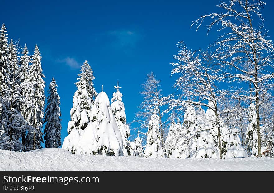 Winter, Sky, Tree, Snow