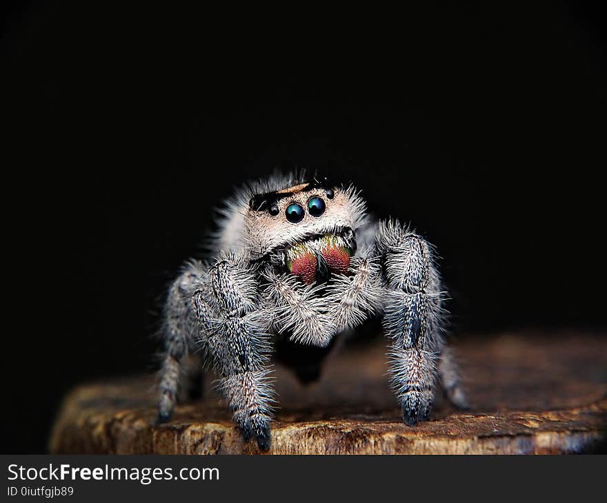 Close Up, Macro Photography, Organism, Snout