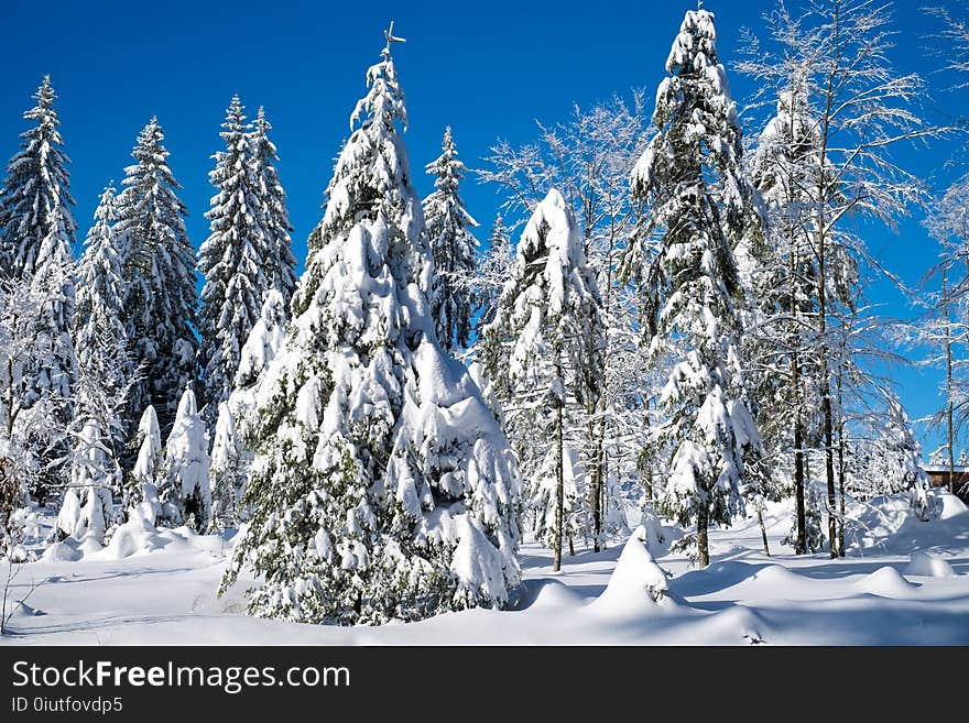 Winter, Tree, Sky, Spruce