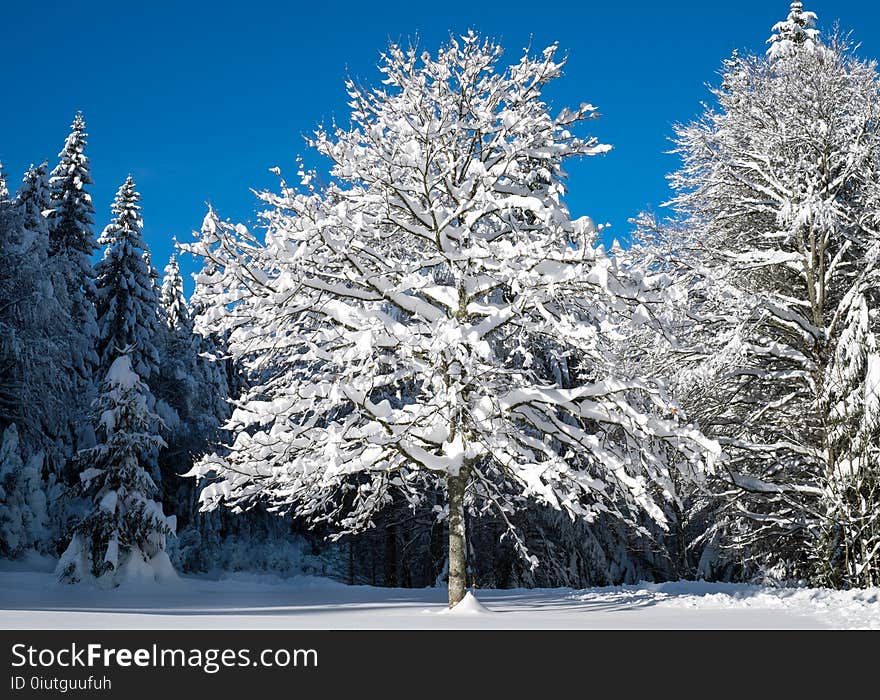 Winter, Tree, Snow, Sky