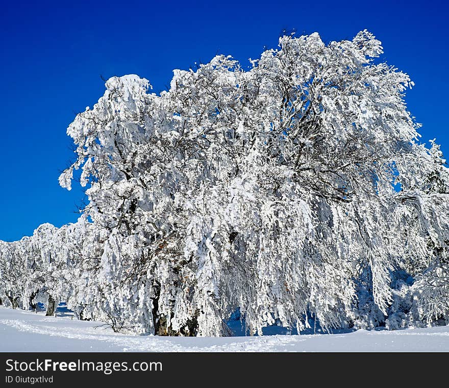 Winter, Snow, Blue, Tree