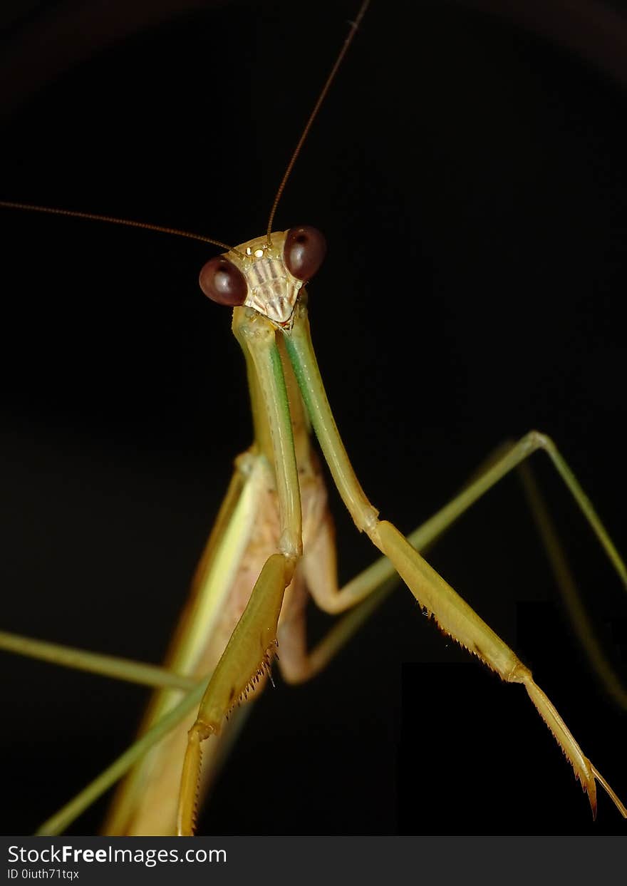 Insect, Mantis, Invertebrate, Close Up