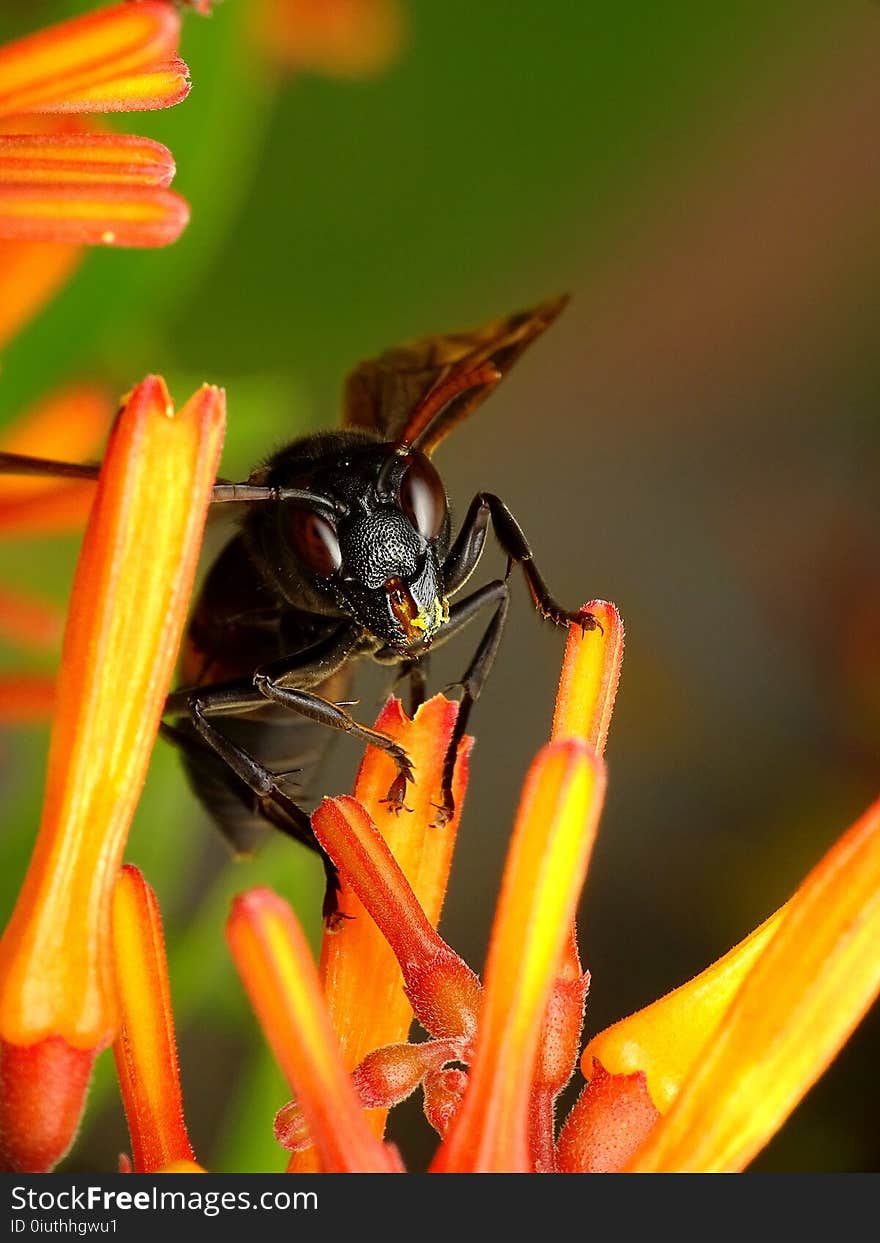 Insect, Macro Photography, Flora, Nectar