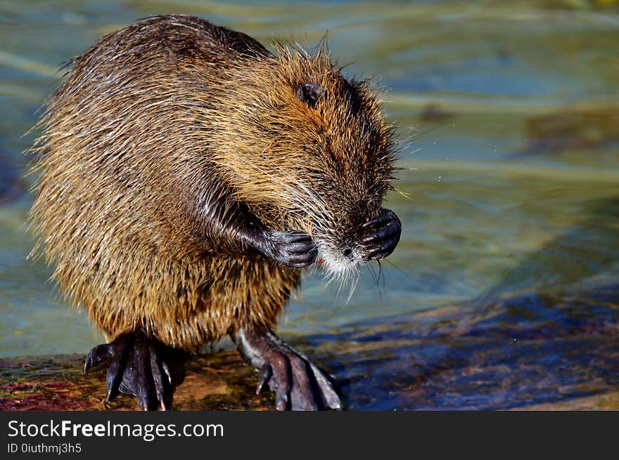 Muskrat, Beaver, Fauna, Mammal