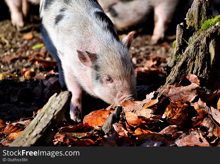 Pig Like Mammal, Fauna, Mammal, Pig