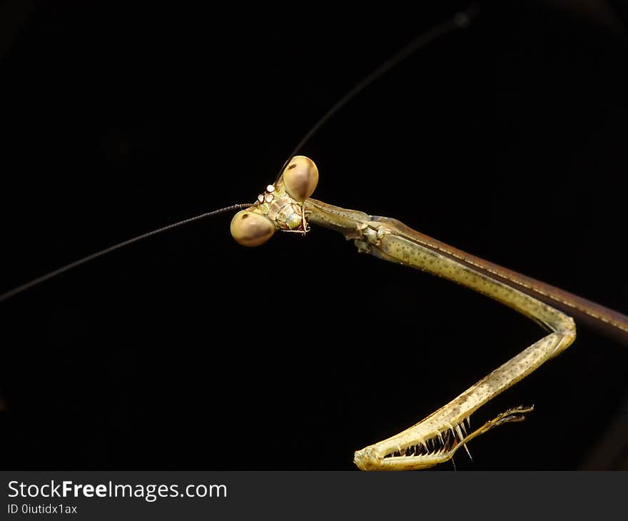 Insect, Invertebrate, Macro Photography, Arthropod