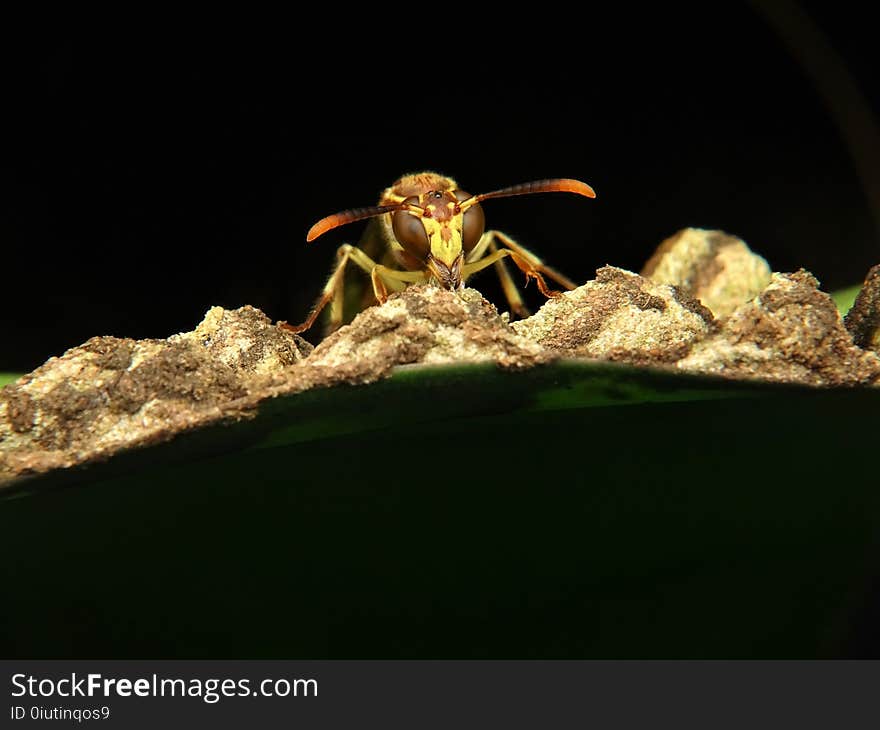 Insect, Macro Photography, Invertebrate, Pest