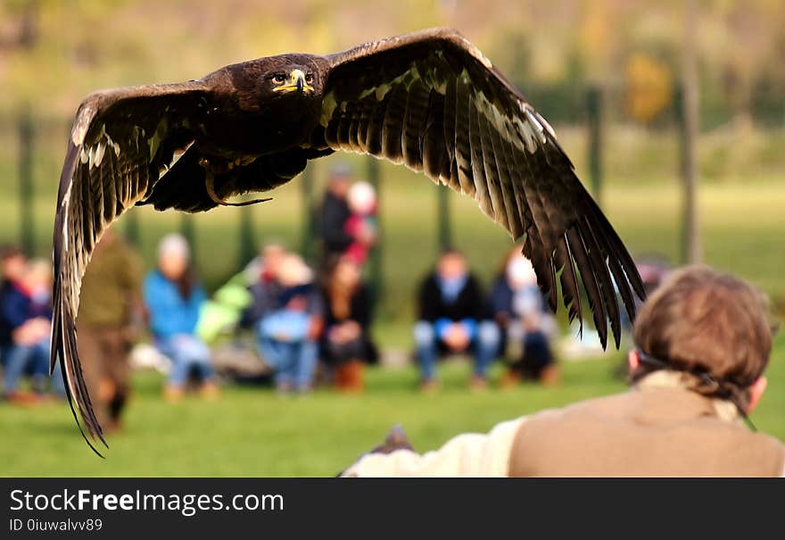 Vertebrate, Bird, Bird Of Prey, Beak